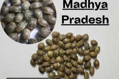 Vente: Madhya Pradesh | Badhiya Landrace | India C. Sativa
