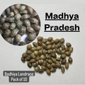 Sell: Madhya Pradesh | Badhiya Landrace | India C. Sativa