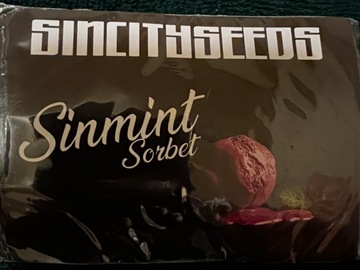 Sell: Sin City Seeds: Sinmint Sorbet