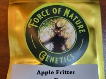 Sell: Apple Fritter x Dino Meat BX2 - 20 Photo Regs