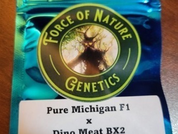 Vente: Pure Michigan x Dino Meat BX2 - 20 Photo Regs