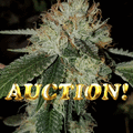 Auction: SFV OG >>>AUCTION<<< BLACK FRIDAY STEALS ALL WEEKEND!