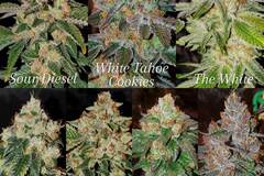 Auction: ALL STRAINS ARE 15o$! BLACK FRIDAY WEEKEND ONLY!