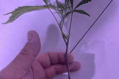 Auction: Mixed bag of 12 clones