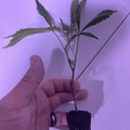 Auction: Mixed bag of 12 clones