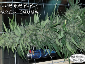Sell: Old Orchard - Blueberry Choco Chunk (Pre99 BB x HOG{THSeeds})
