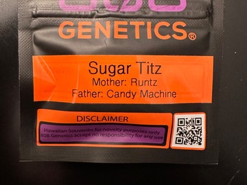 Venta: 808 Genetics - Sugar Titz - Reg Photo