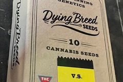 Sell: Dying Breed Seeds - GAK Zkittlez