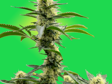 Sell: PODDY MOUTH - Feminized Seeds Humboldt Seed Co