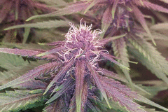Auction: Purple Mexican Heirloom - IBL - 10 seeds - AUCTION!