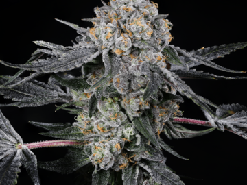 Sell: High Society - Compound Genetics