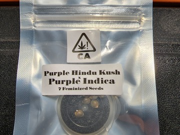 Vente: Purple Hindu Kush x Purple  - CSI Humboldt
