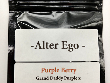 Sell: Purple Berry - GDP x Pre 2013 DJ Shorts Blueberry