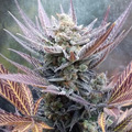 Sell: Cherry Cookies feminized 5 seeds - Pure Instinto