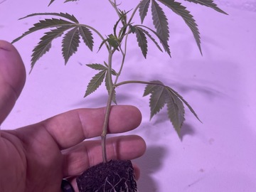 Auction: Mixed bag of 12 Clones