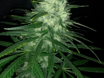 Sell: Wedding Cake 5 Seeds Pure Instinto