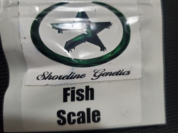 Auction: FISH SCALE SHORLINE GENETICS 12 REGS
