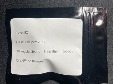 Sell: Giesel BX1 (10 Regular Seeds)