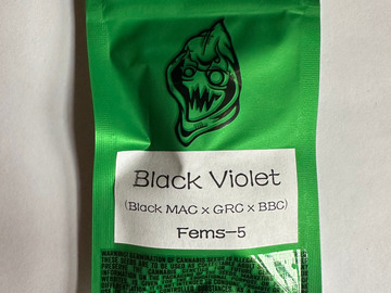 Sell: Robinhood Seeds - Black Violet (Black MAC x GRC/BBC)
