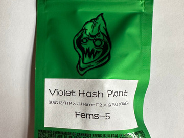 Sell: Robinhood Seeds - Violet Hashplant (88G13HP/Jack Herer x GRC/BBC)