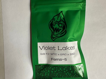 Sell: Robinhood Seeds - Violet Lakes (White Truffle x GRC/BBC)