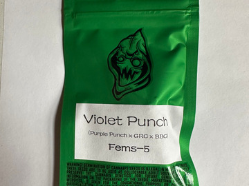 Sell: Robinhood Seeds - Violet Punch (Purple Punch x GRC/BBC)