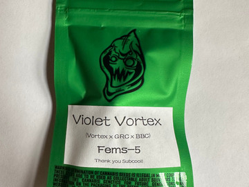 Sell: Robinhood Seeds - Violet Vortex (Vortex x GRC/BBC)