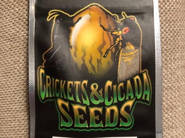 Sell: Crickets & Cicada Seeds - Tom Hill's Haze F3