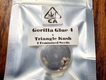 Sell: Gorilla Glue #4 x Triangle Kush - CSI Humboldt