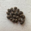 Sell: SALE! 25 x Super Silver Haze seeds