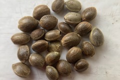 Sell: SALE! 100 x Kumaoni seeds