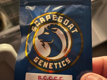 Sell: Scapegoat Genetics-BCCCC F2