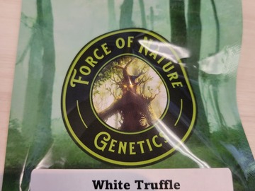 Sell: White Truffle x PBB - 20 Regs