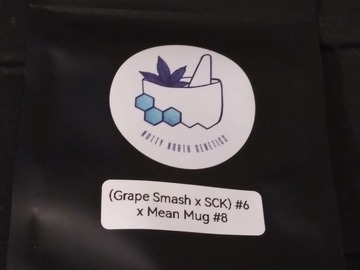 Sell: ([Grape Smash x Sky Cuddler Kush F3] # 6 x Mean Mug # 8)