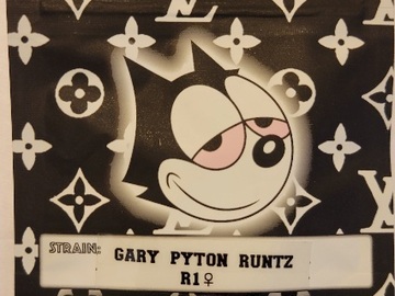 Sell: Gary Payton Runtz R1 Copycat Genetix ORIGINAL FEMS