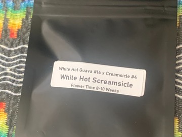 Sell: Clearwater Genetics White Hot Screamsicle