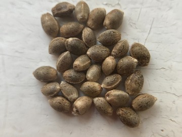 Venta: SALE! 100 x White Widow seeds