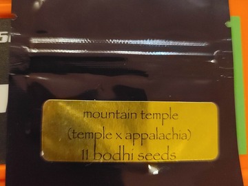 Sell: Bodhi - Mountain Temple