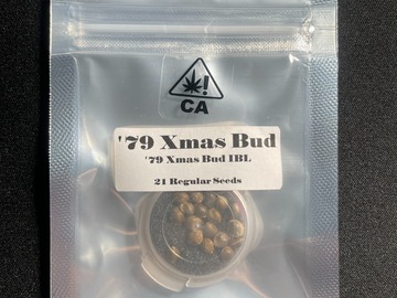 Sell: 79 Xmas Bud IBL - CSI Humboldt (21 Regular Seeds)