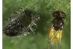 Sell: Encarsia formosa Whitefly Parasite