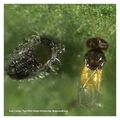 Venta: Encarsia formosa Whitefly Parasite