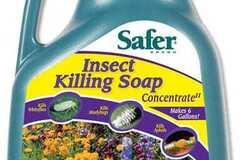Vente: Safer Insect Killing Soap II Concentrate - 1 Gallon