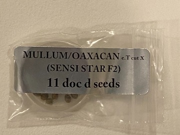 Venta: Doc D - Mullum/Oaxacan x (Sensi Star F2)