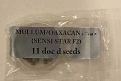 Vente: Doc D - Mullum/Oaxacan x (Sensi Star F2)