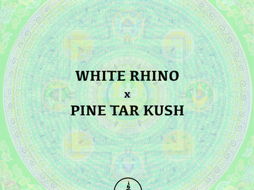Vente: White Rhino x Pine Tar Kush - Pure Pakistani