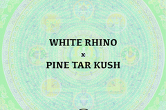 Sell: White Rhino x Pine Tar Kush - Pure Pakistani