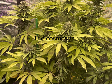 Sell: The cosmoses