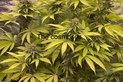 Sell: The cosmoses