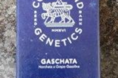 Vente: Compound genetics-Gaschata
