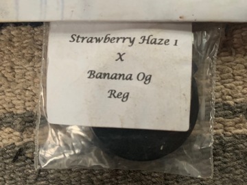 Sell: Strawberry Haze x Banana OG